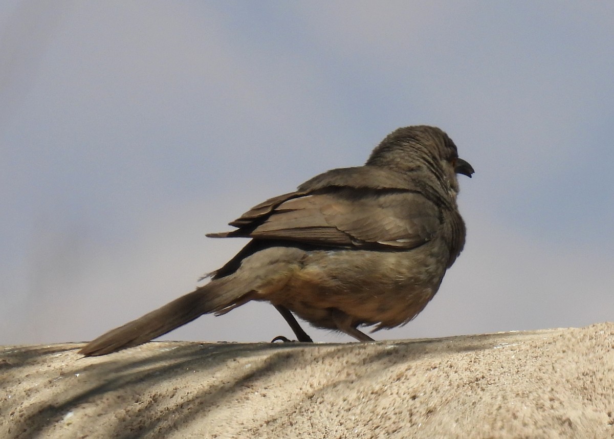 Curve-billed Thrasher - ML635552449