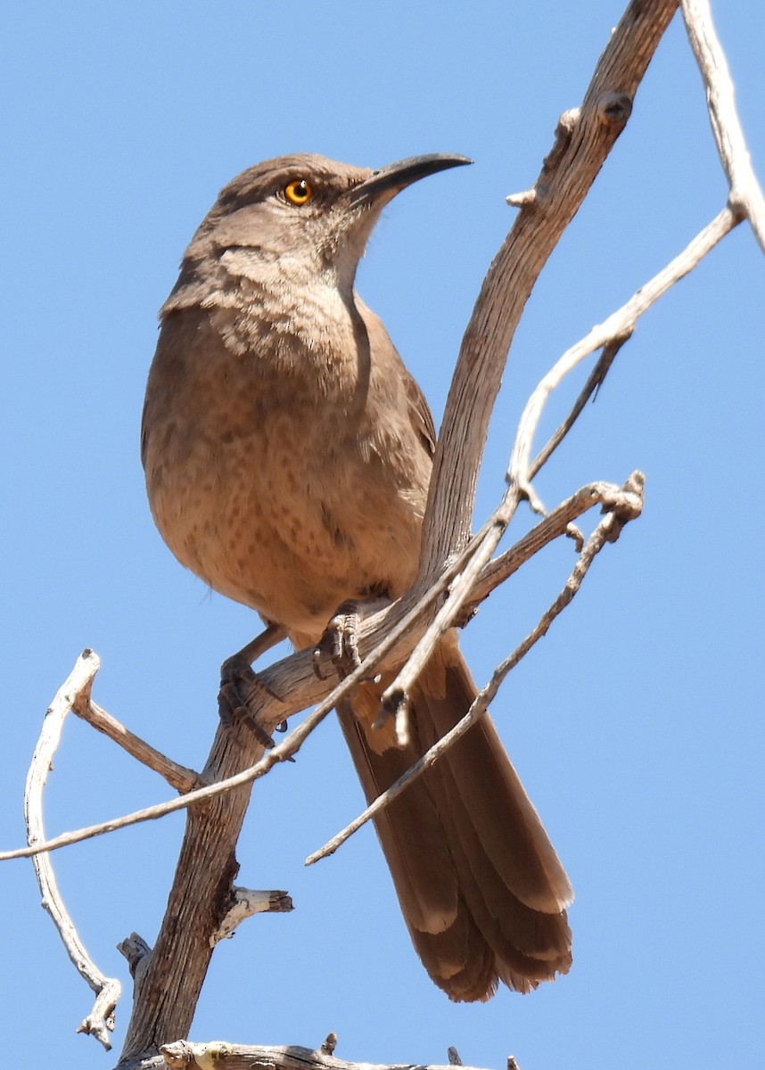 Curve-billed Thrasher - ML635552450