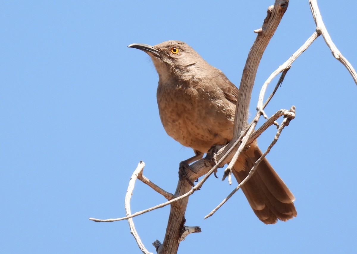 Curve-billed Thrasher - ML635552451
