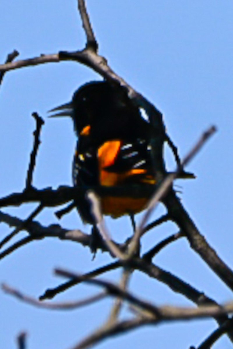Baltimore Oriole - ML635552455