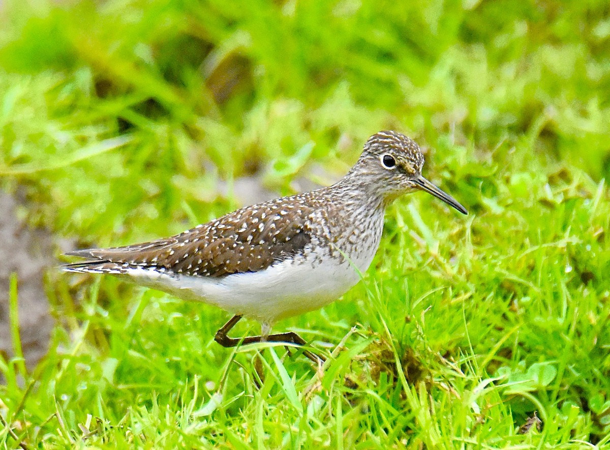 Solitary Sandpiper - ML635552476