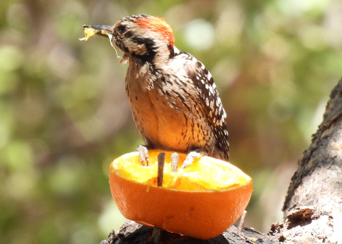 Ladder-backed Woodpecker - ML635552481