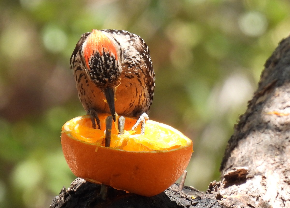 Ladder-backed Woodpecker - ML635552482