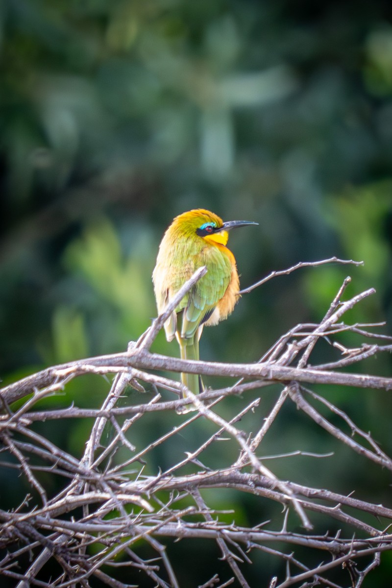 Little Bee-eater - ML635552488