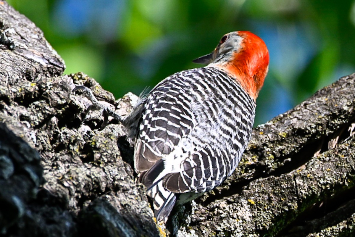 Red-bellied Woodpecker - ML635552498