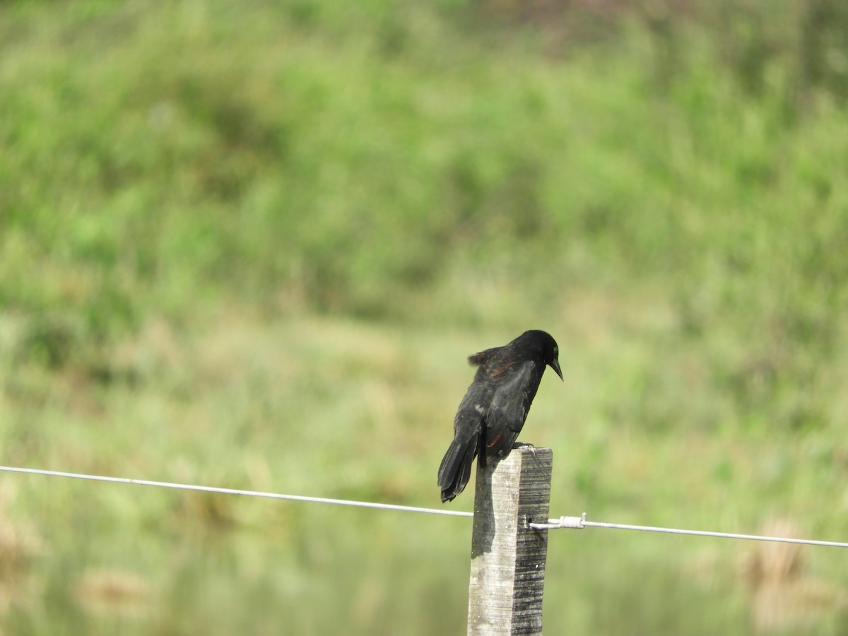 Unicolored Blackbird - ML635552501