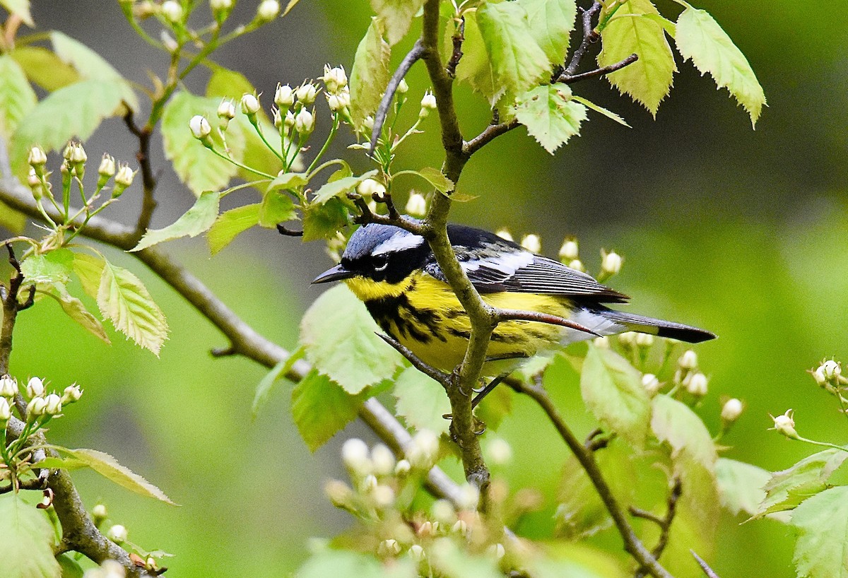 Magnolia Warbler - ML635552516