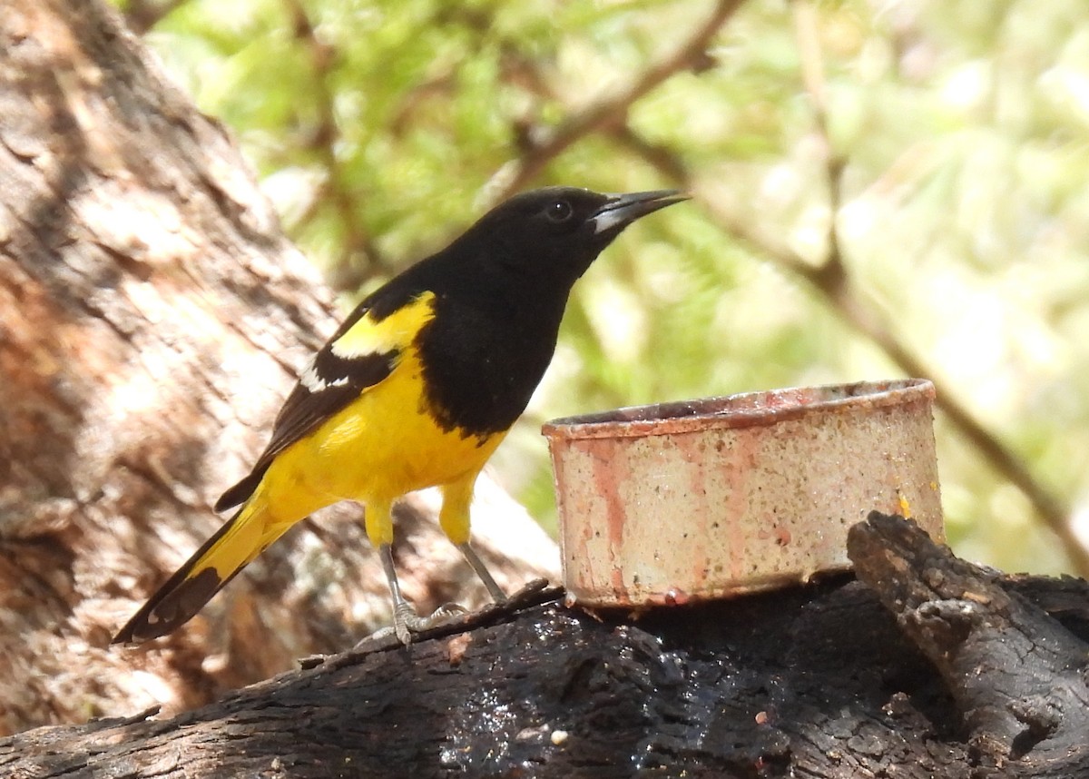 Scott's Oriole - ML635552530