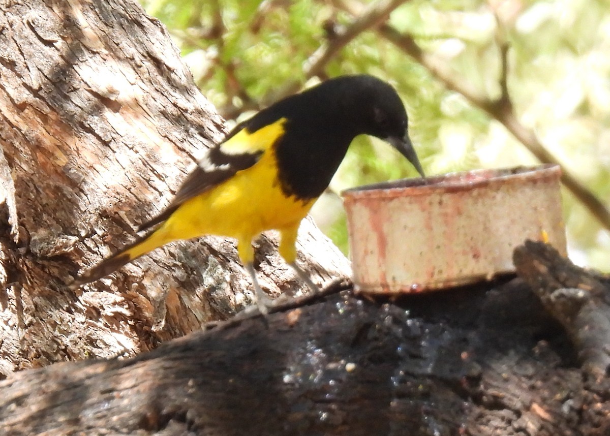 Scott's Oriole - ML635552531