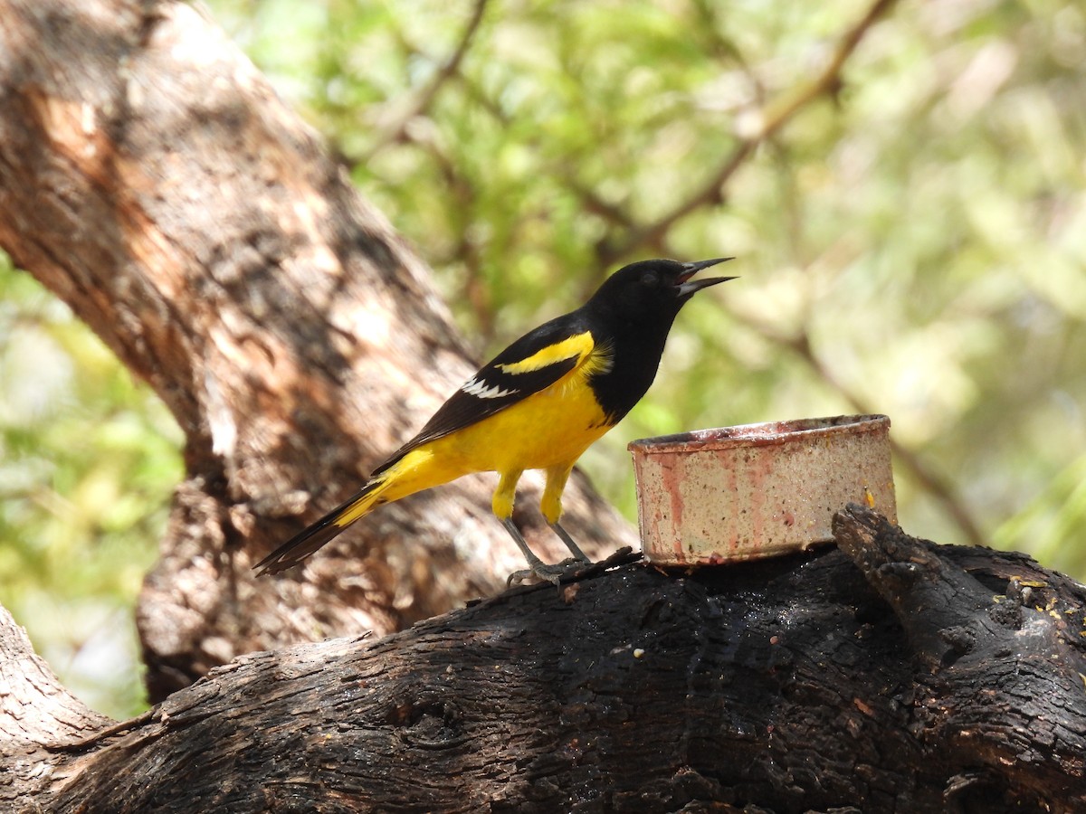 Scott's Oriole - ML635552532