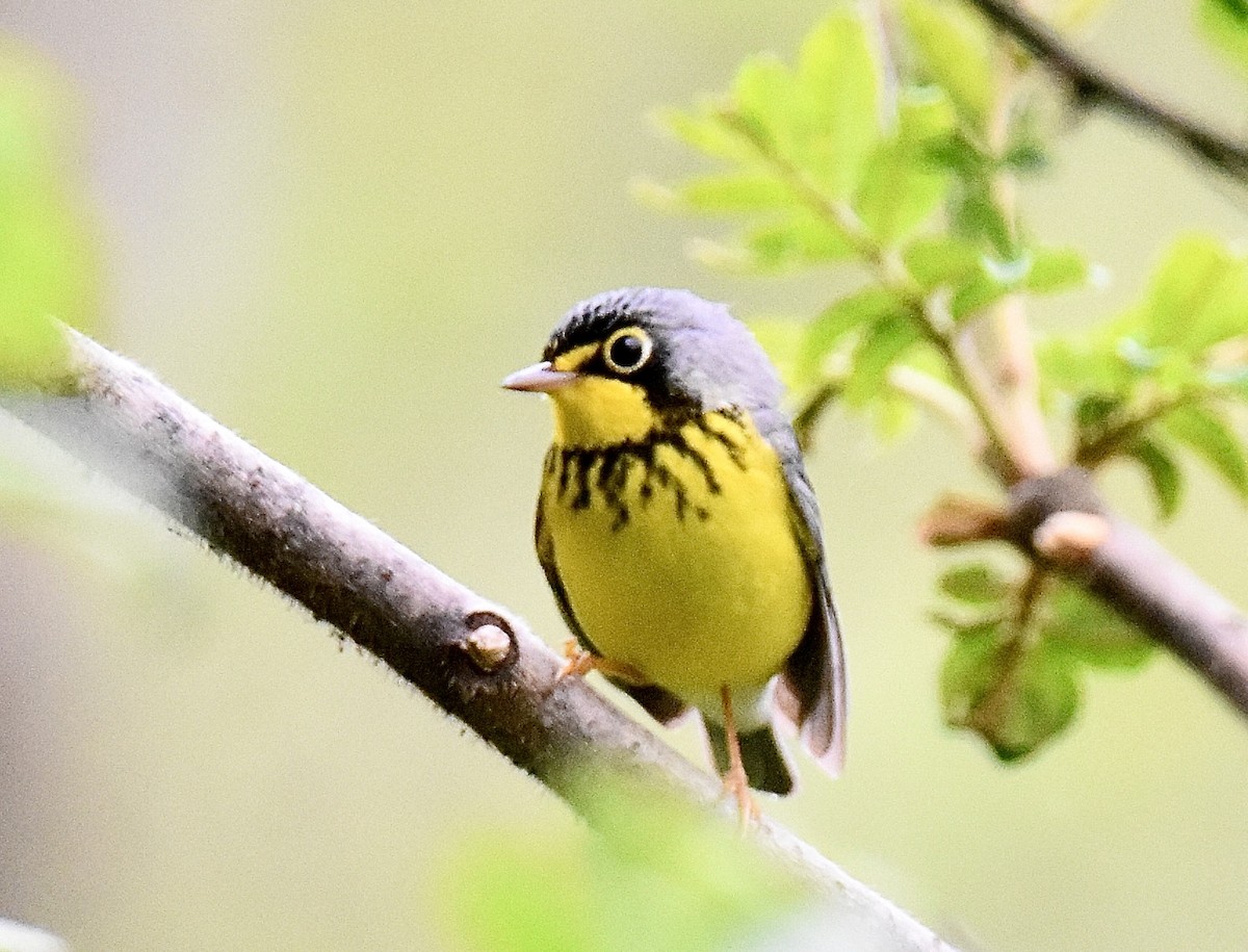 Canada Warbler - ML635552583
