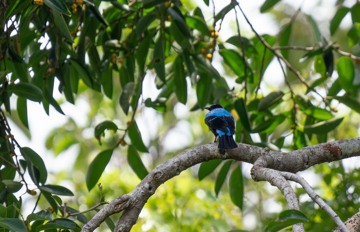 Palawan Fairy-bluebird - ML635552585
