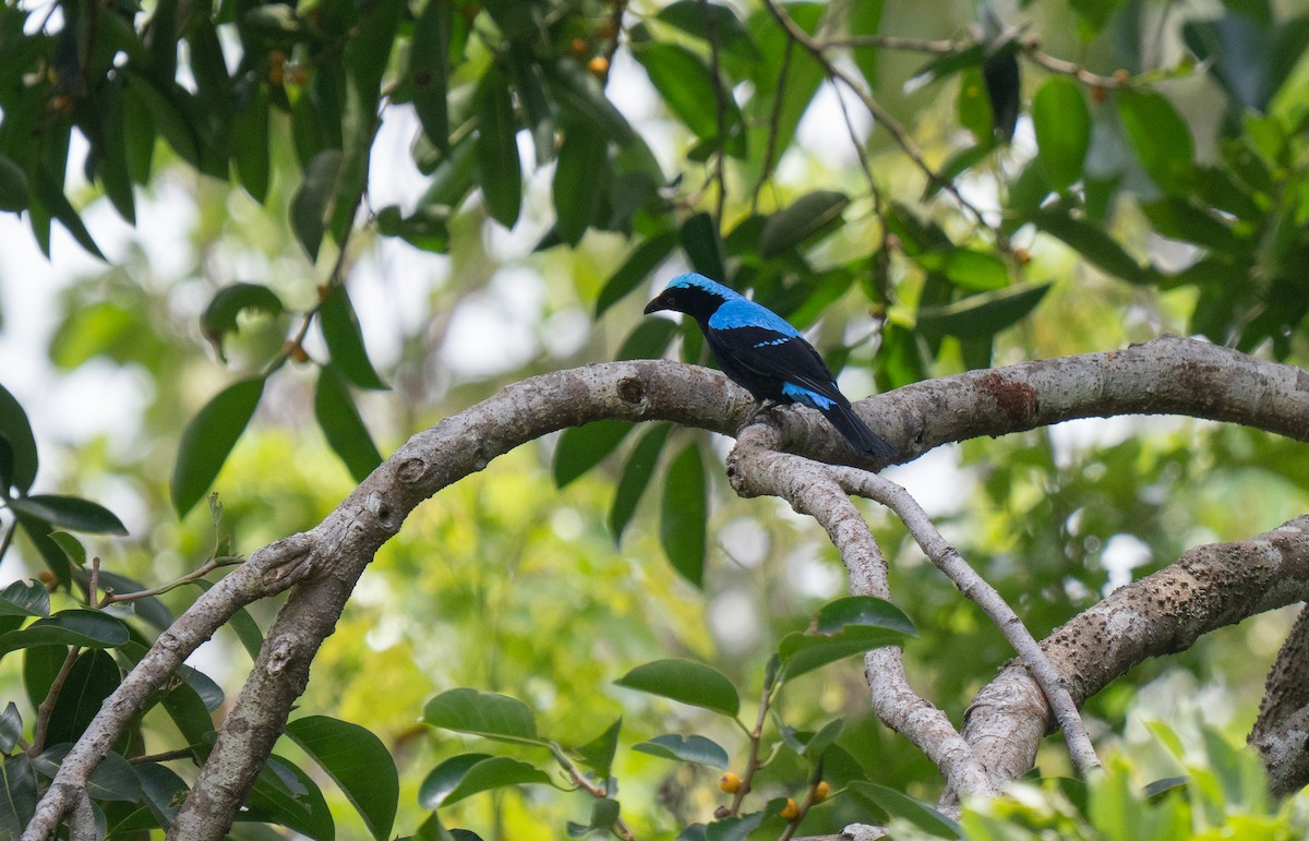 Palawan Fairy-bluebird - ML635552586