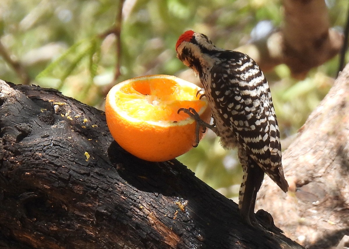 Ladder-backed Woodpecker - ML635552606