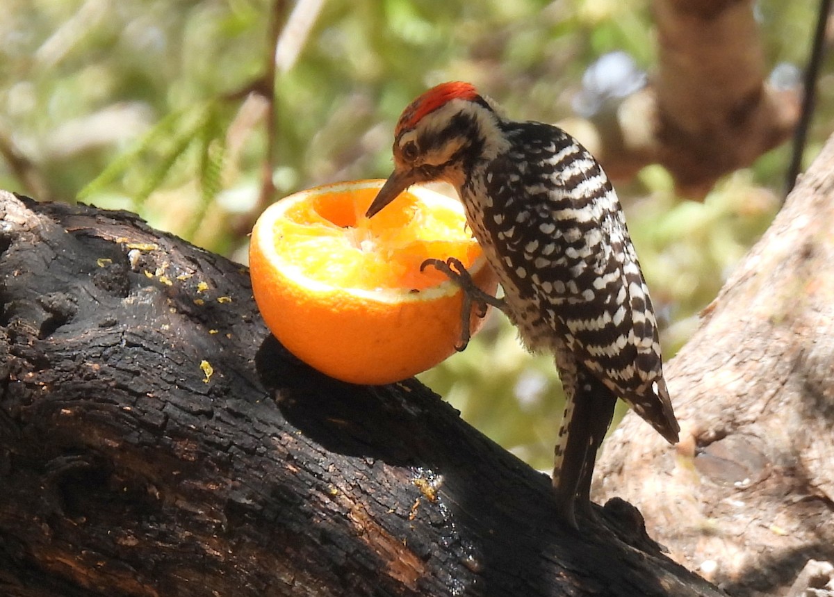 Ladder-backed Woodpecker - ML635552608