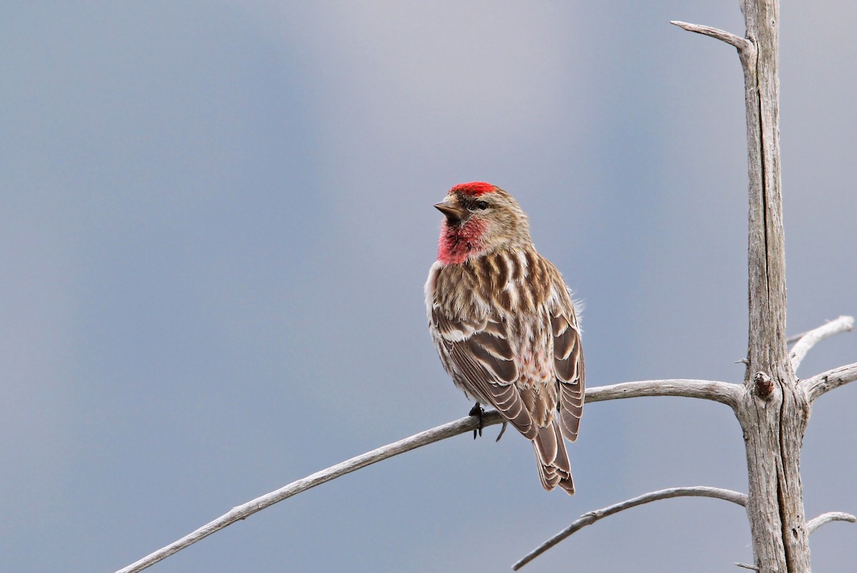 Lesser Redpoll - ML63555261