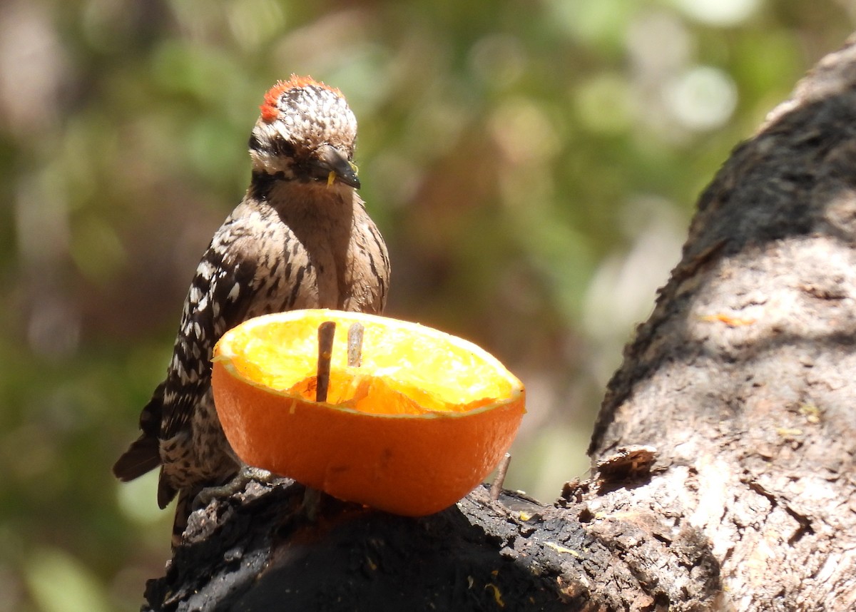 Ladder-backed Woodpecker - ML635552610