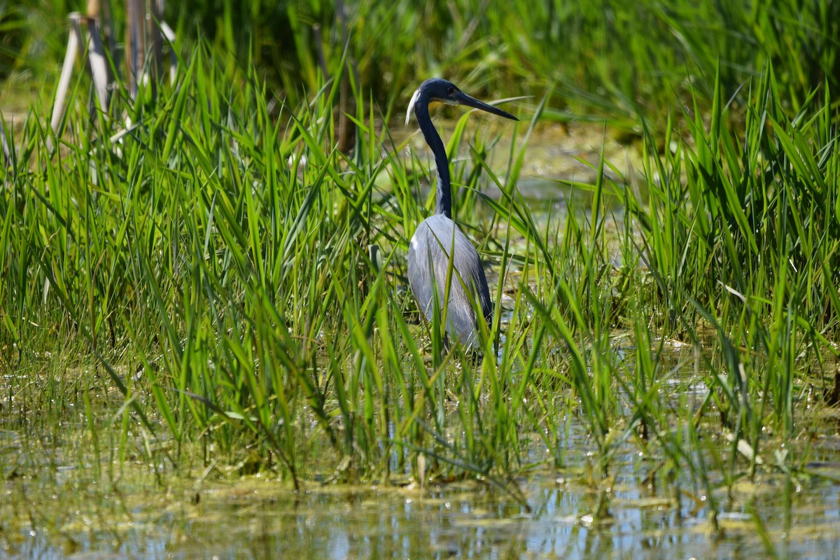 Tricolored Heron - ML635552612