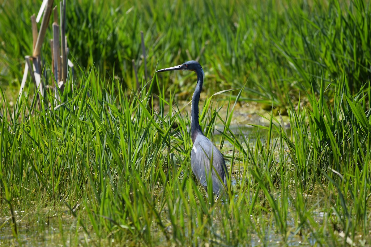 Tricolored Heron - ML635552613