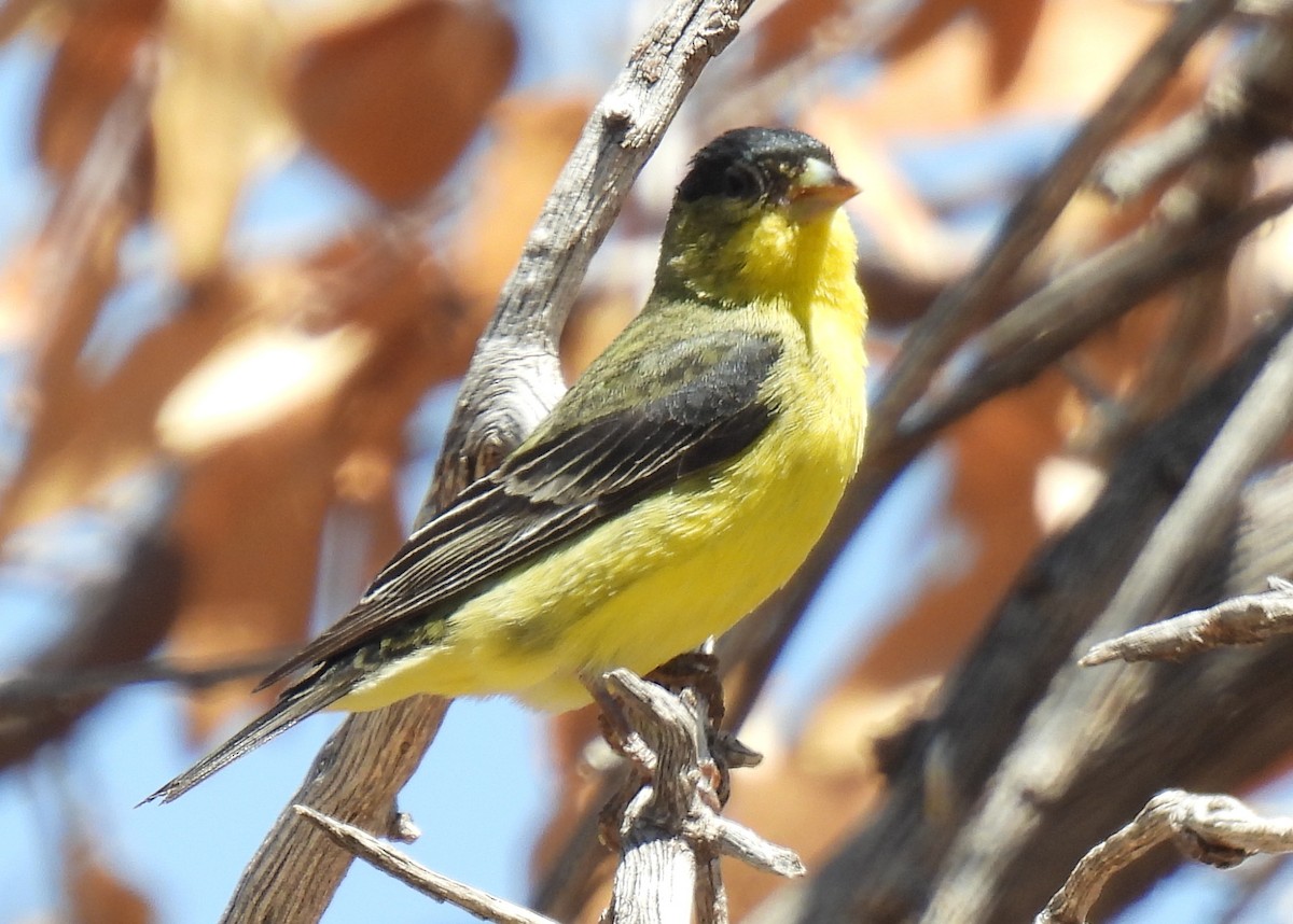 Lesser Goldfinch - ML635552633
