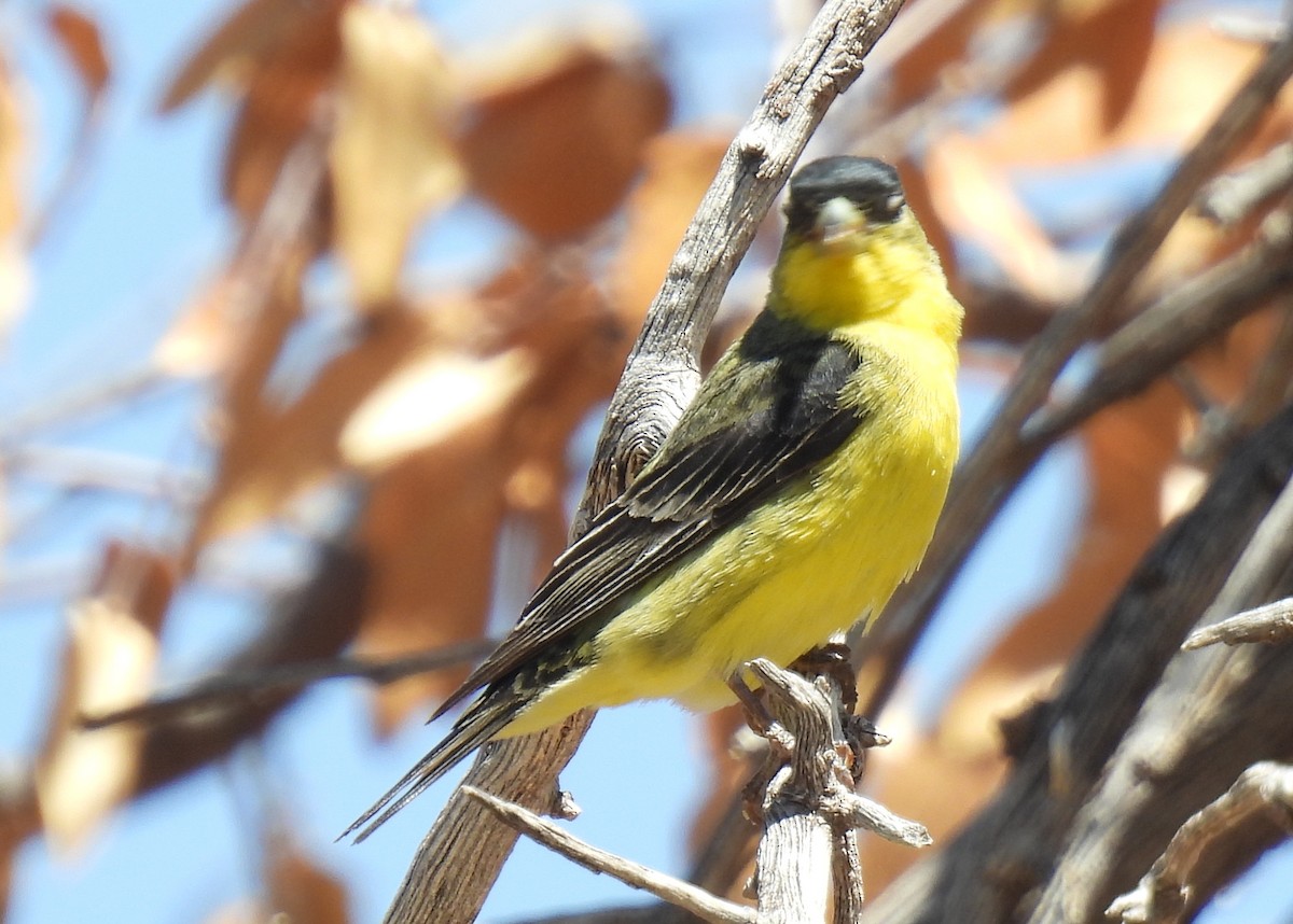 Lesser Goldfinch - ML635552634