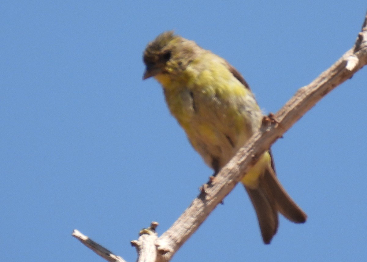 Lesser Goldfinch - ML635552635