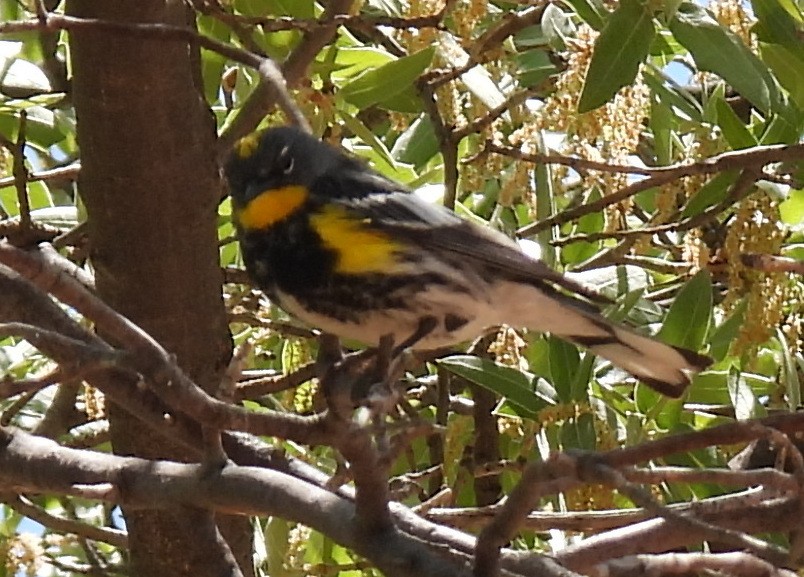 Yellow-rumped Warbler (Audubon's) - ML635552667