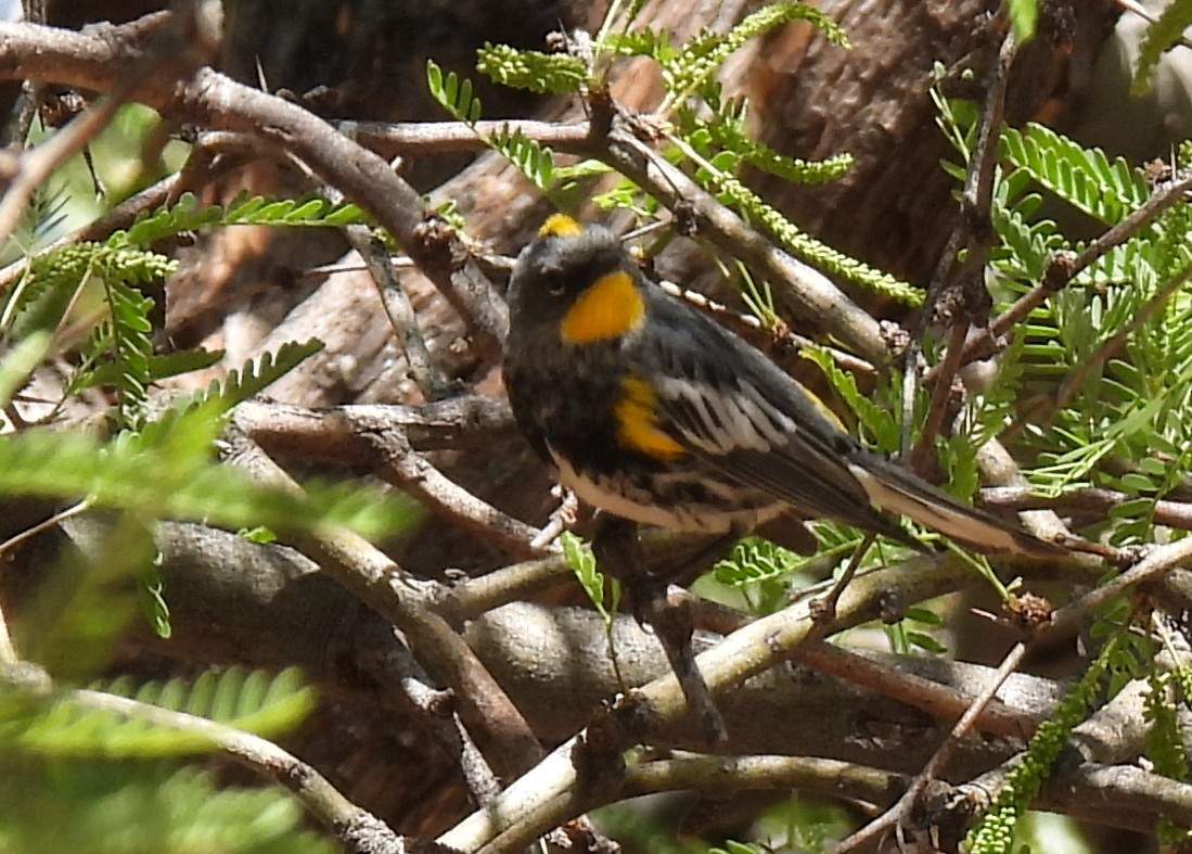 Yellow-rumped Warbler (Audubon's) - ML635552668
