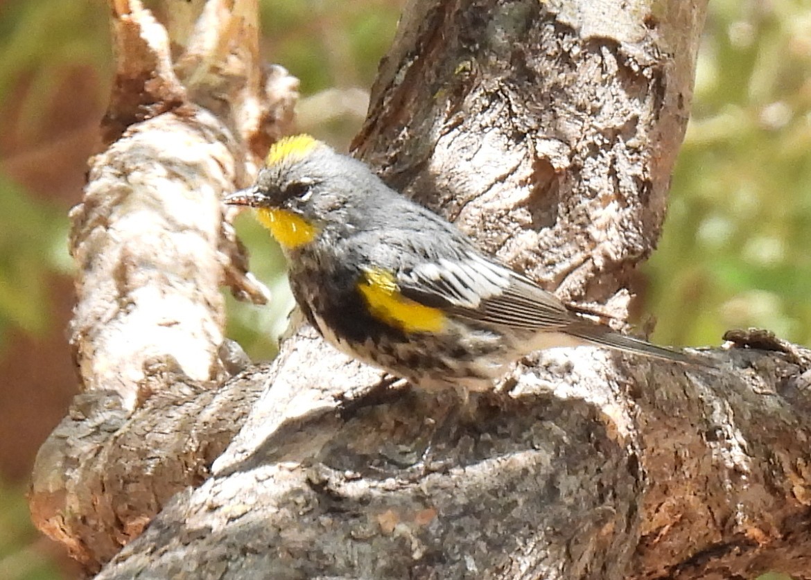 Yellow-rumped Warbler (Audubon's) - ML635552669