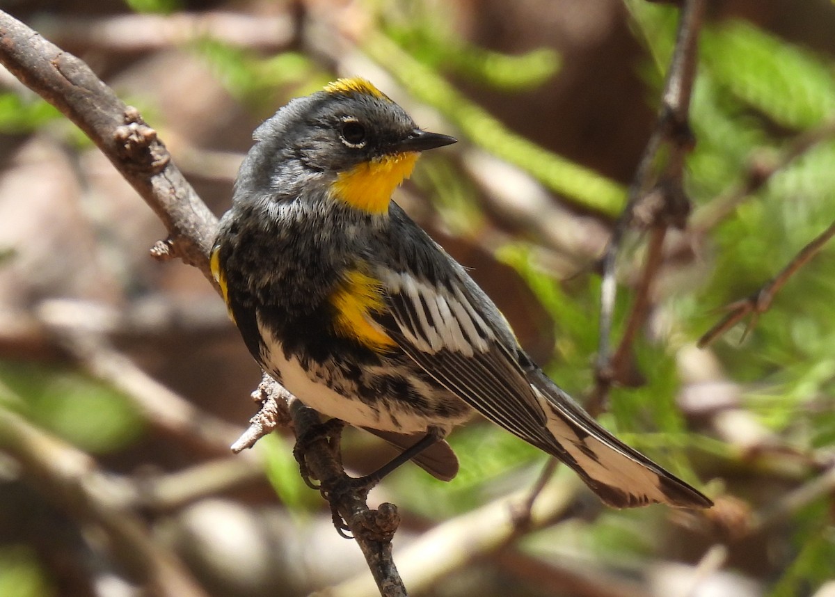 Yellow-rumped Warbler (Audubon's) - ML635552670