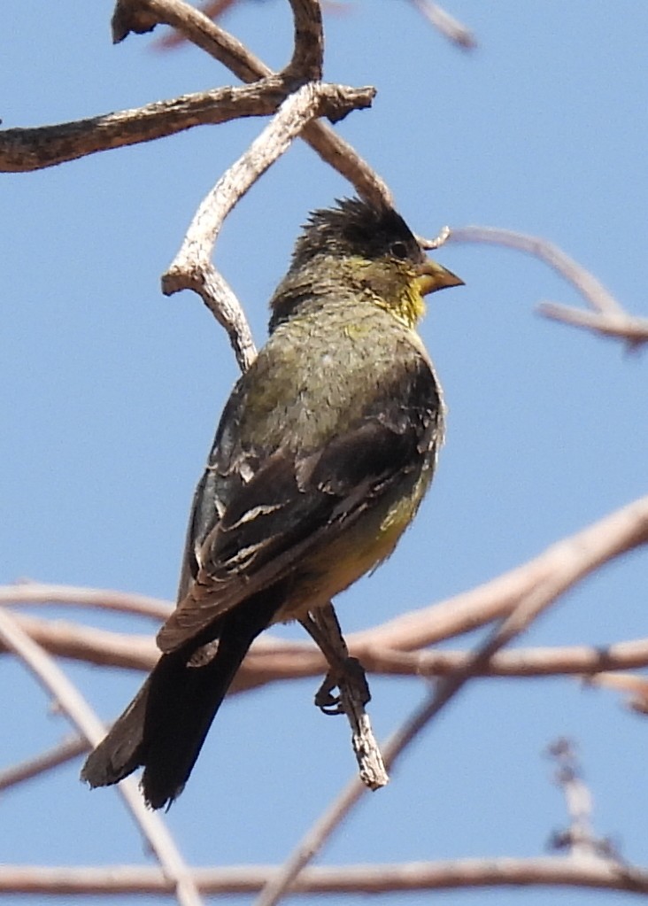 Lesser Goldfinch - ML635552677