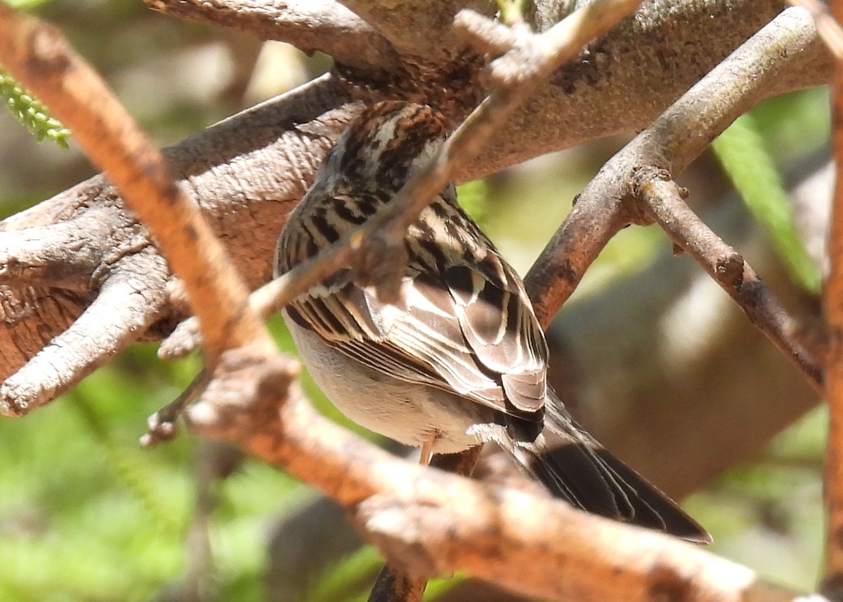 Chipping Sparrow - ML635552706