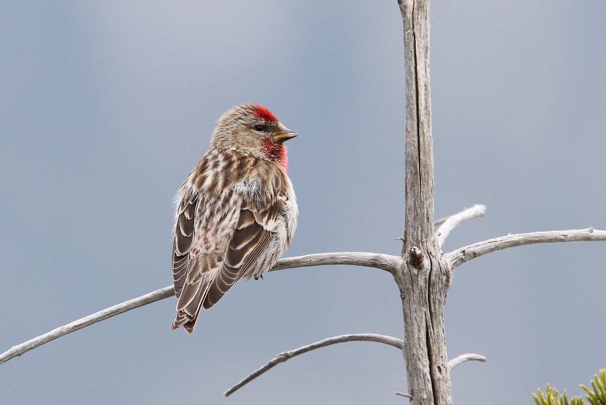 Lesser Redpoll - ML63555271