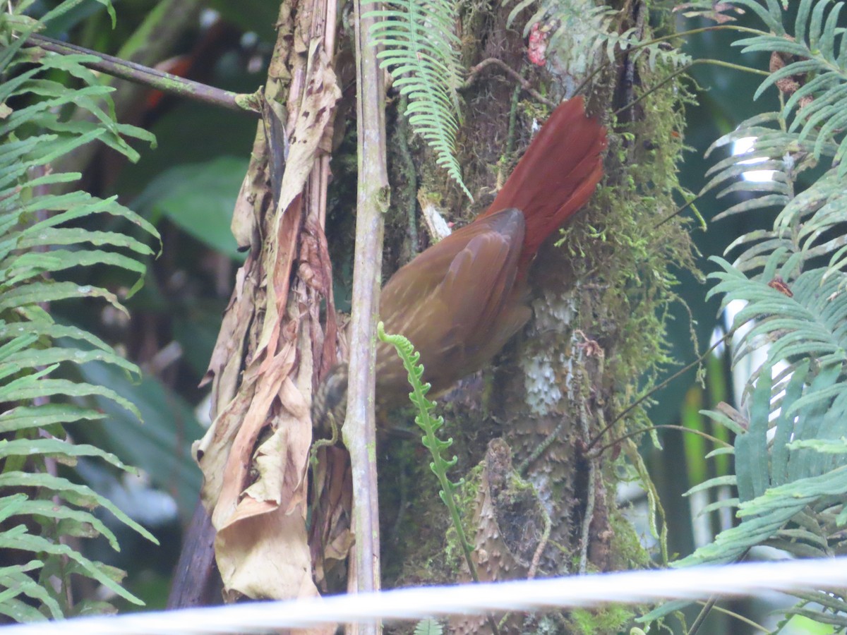 Streak-capped Treehunter - ML635552771