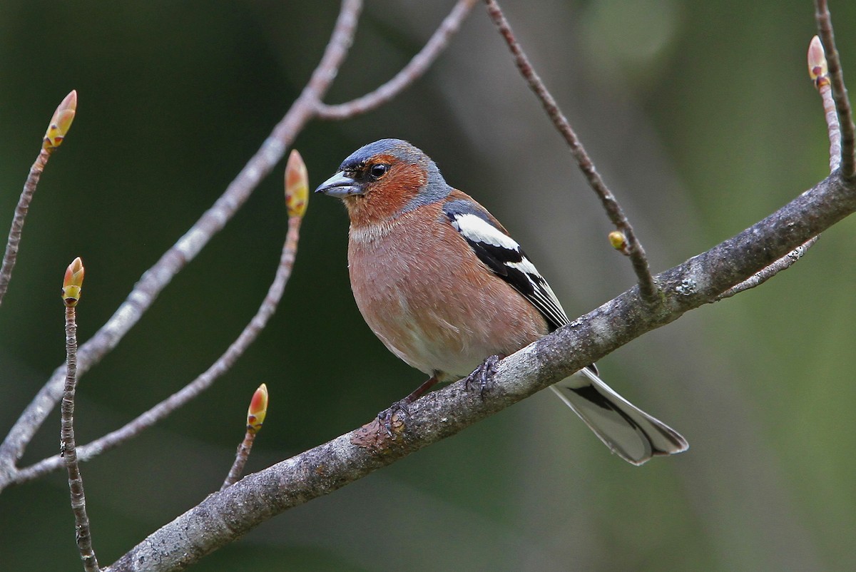 Common Chaffinch - ML63555281