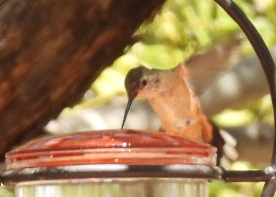 Broad-tailed Hummingbird - ML635552820