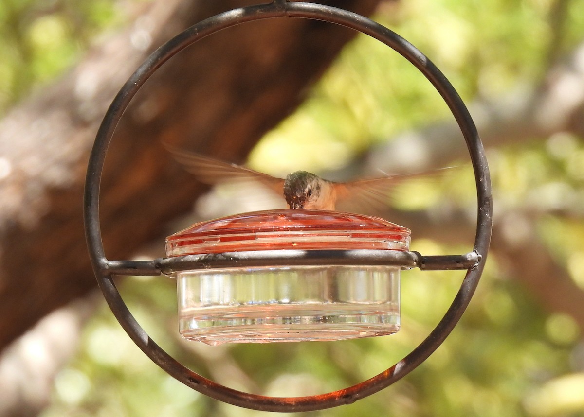 Broad-tailed Hummingbird - ML635552823