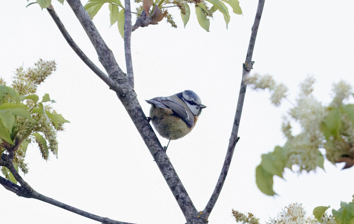 Eurasian Blue Tit - ML635552861