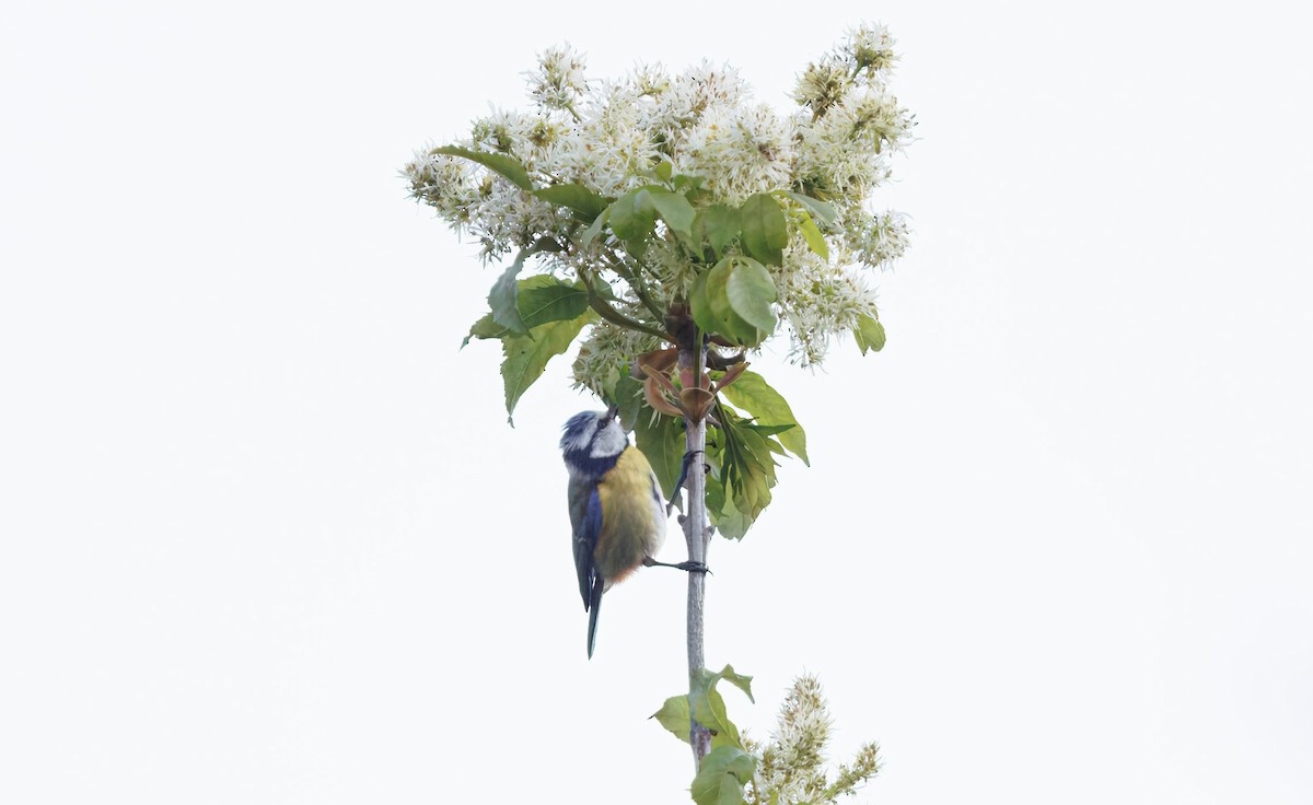 Eurasian Blue Tit - ML635552862