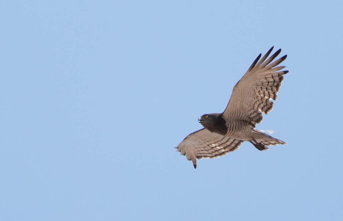 Beaudouin's Snake-Eagle - ML635552866