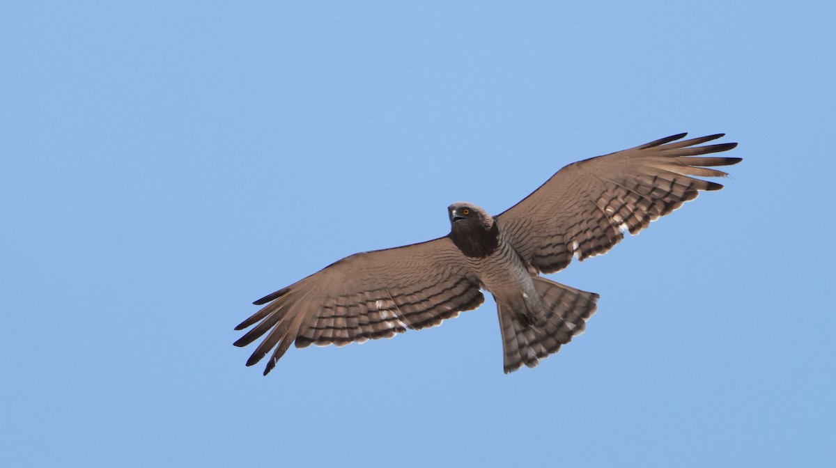 Beaudouin's Snake-Eagle - ML635552887