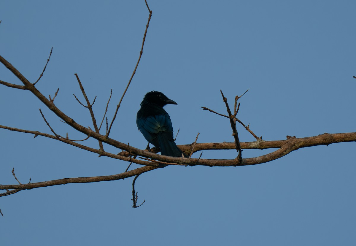 Palawan Drongo - ML635552889
