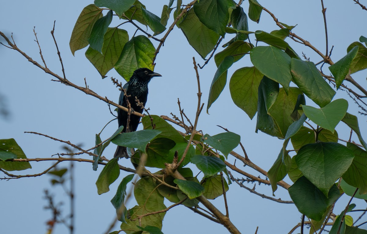Palawan Drongo - ML635552890
