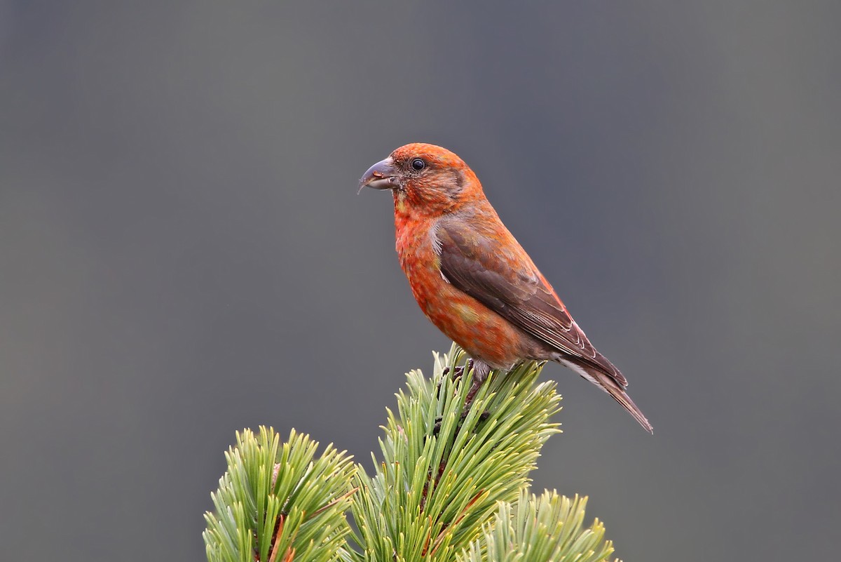 Red Crossbill - ML63555291