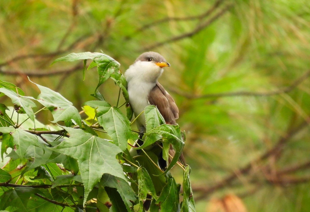 Cuclillo Piquigualdo - ML635552933