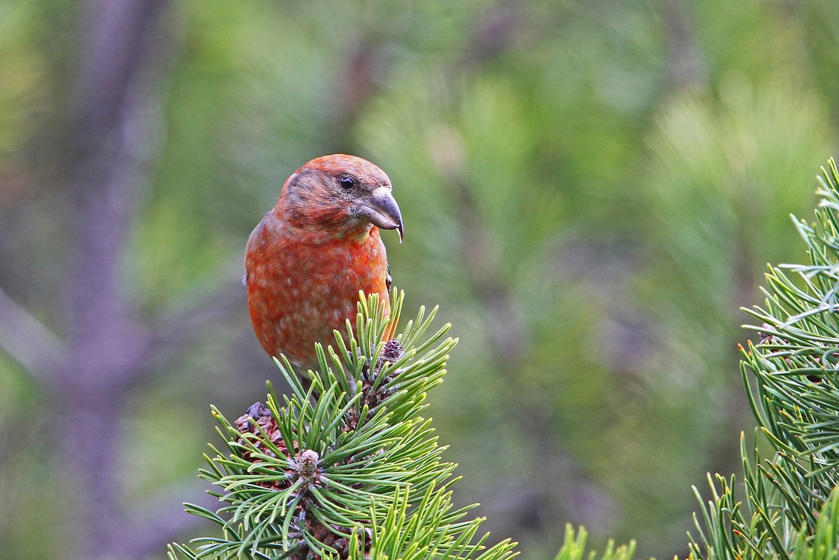 Red Crossbill - Christoph Moning