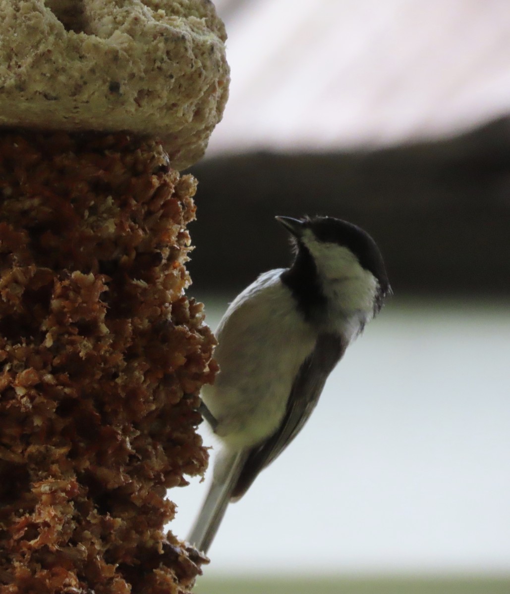 Carolina Chickadee - ML635553032