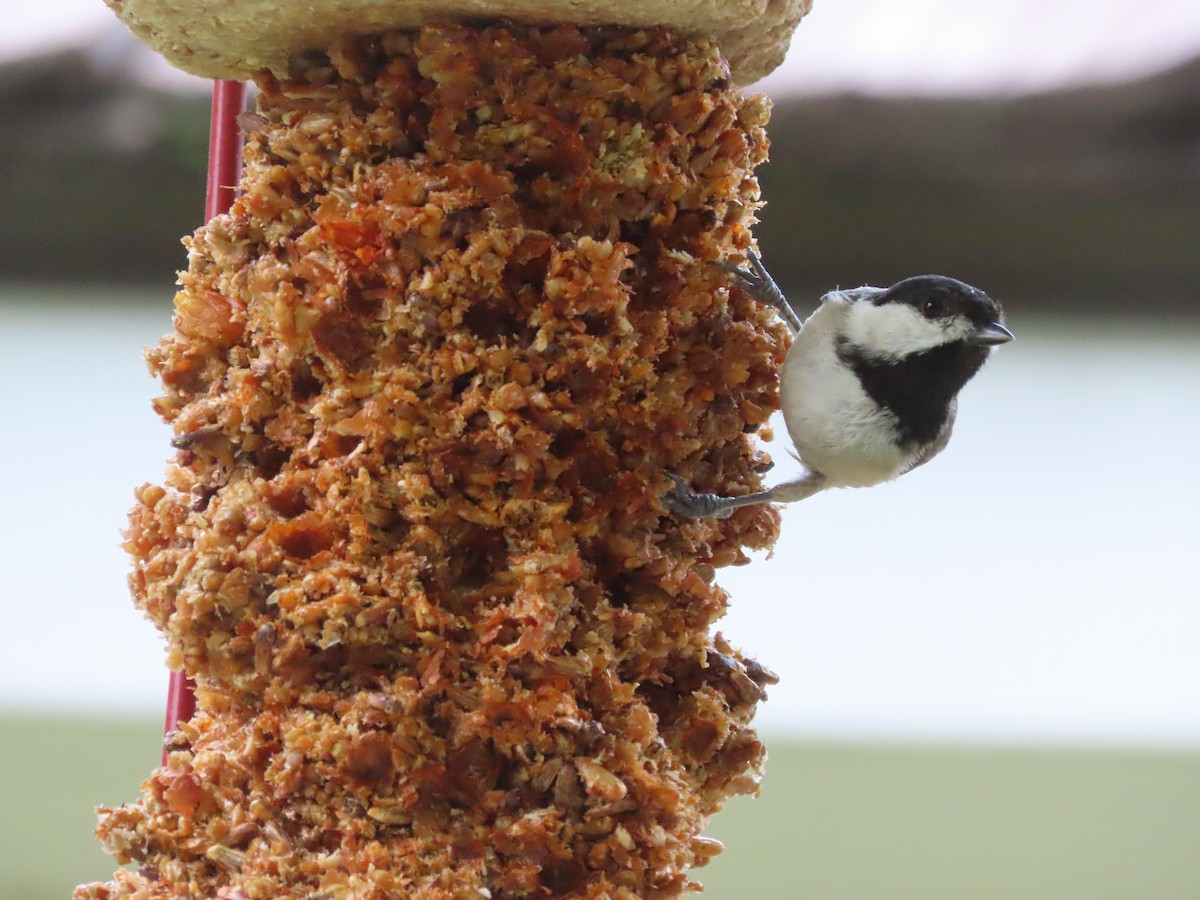 Carolina Chickadee - ML635553034