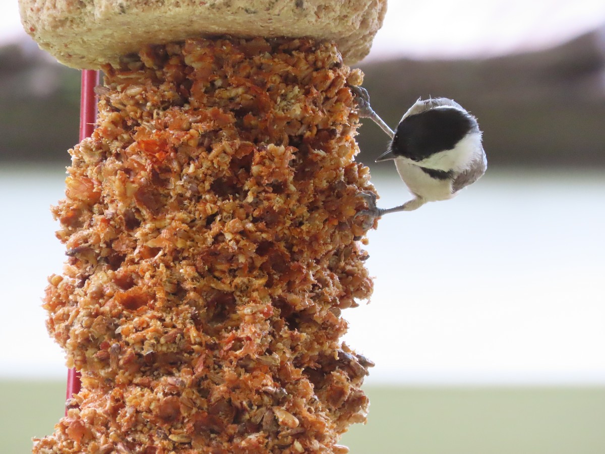Carolina Chickadee - ML635553035