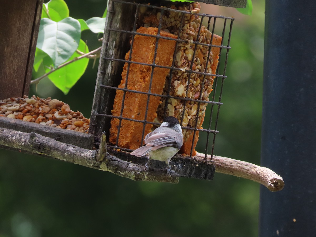 Carolina Chickadee - ML635553036